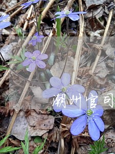 潮州官司法律咨询收费 潮州官司法律咨询收费