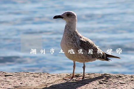 潮州市土地使用权律师 潮州市土地使用权律师