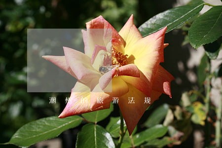 潮州的旅游法规 潮州的旅游法规