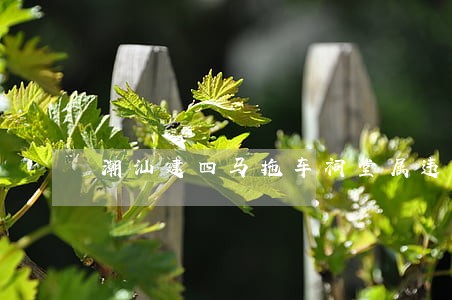 潮汕建四马拖车祠堂属违法吗 潮汕建四马拖车祠堂属违法吗