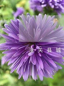 潼关县城关法律事务所地址 潼关县城关法律事务所地址