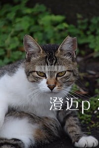 澄迈p2p律师免费在线咨询 澄迈p2p律师免费在线咨询
