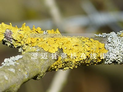 澄迈县商标在线律师 澄迈县商标在线律师
