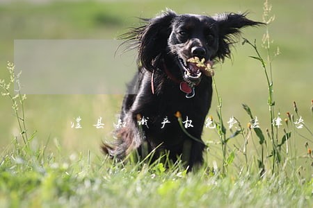澧县知识产权免费法律咨询热线 澧县知识产权免费法律咨询热线