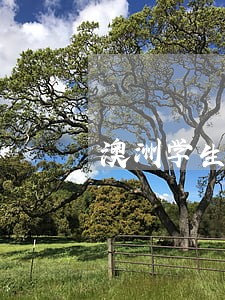澳洲学生律师 澳洲学生律师