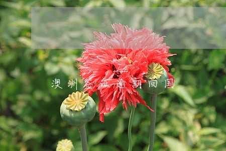 澳洲签证逾期回国 澳洲签证逾期回国