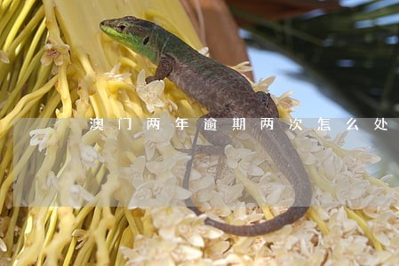 澳门两年逾期两次怎么处理 澳门两年逾期两次怎么处理