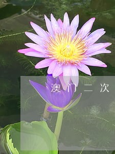 澳门二次逾期逗留两年 澳门二次逾期逗留两年
