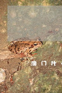 澳门什么是不违法的 澳门什么是不违法的
