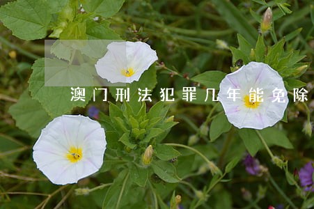 澳门刑法犯罪几年能免除 澳门刑法犯罪几年能免除