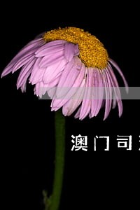 澳门司法警察局不能见面 澳门司法警察局不能见面