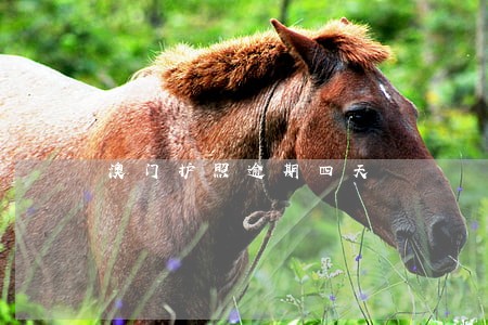 澳门护照逾期四天 澳门护照逾期四天