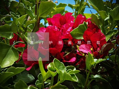 澳门护照逾期罚款