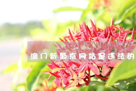 澳门新葡京网站是违法的吗 澳门新葡京网站是违法的吗