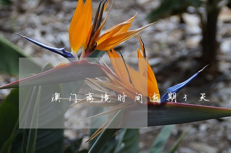 澳门离境时间逾期3天 澳门离境时间逾期3天