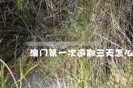 澳门第一次逾期三天怎么处理 澳门第一次逾期三天怎么处理