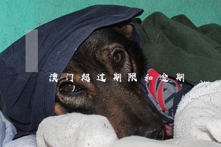 澳门超过期限和逾期 澳门超过期限和逾期