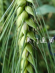澳门逗留逾期两次 澳门逗留逾期两次