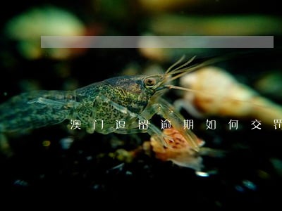 澳门逗留逾期如何交罚款 澳门逗留逾期如何交罚款
