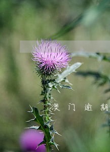 澳门逾期180天交罚款 澳门逾期180天交罚款