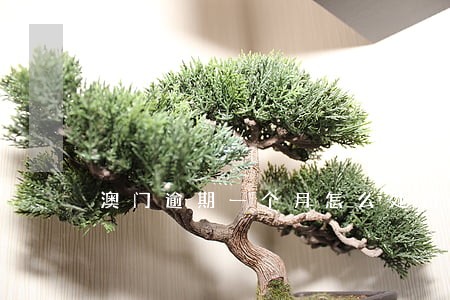 澳门逾期一个月怎么处罚 澳门逾期一个月怎么处罚