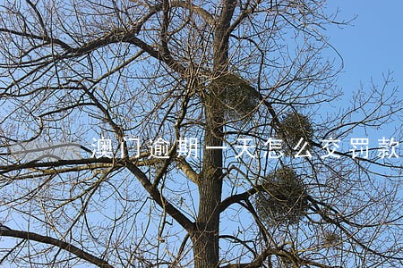 澳门逾期一天怎么交罚款 澳门逾期一天怎么交罚款