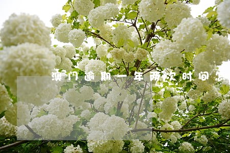 澳门逾期一年两次时间怎么计算 澳门逾期一年两次时间怎么计算