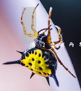澳门逾期两年可以从机场出境 澳门逾期两年可以从机场出境