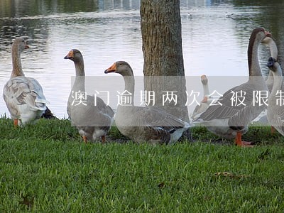 澳门逾期两次会被限制出境吗 澳门逾期两次会被限制出境吗