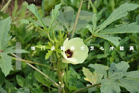 澳门逾期两次怎么才能再去澳门 澳门逾期两次怎么才能再去澳门