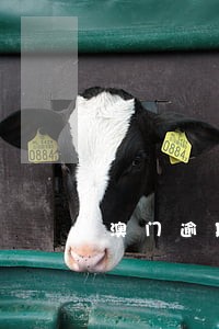澳门逾期两次是可以去香港吗 澳门逾期两次是可以去香港吗