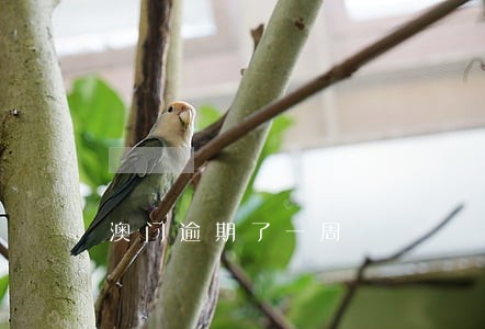 澳门逾期了一周 澳门逾期了一周