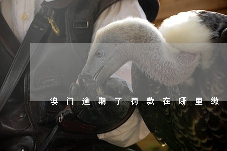 澳门逾期了罚款在哪里缴纳 澳门逾期了罚款在哪里缴纳