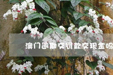 澳门逾期交罚款交现金吗 澳门逾期交罚款交现金吗
