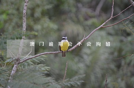 澳门逾期会不会拘留 澳门逾期会不会拘留