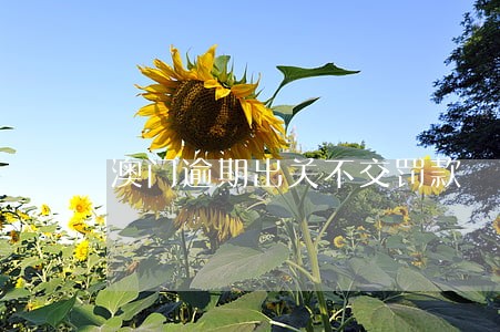 澳门逾期出关不交罚款 澳门逾期出关不交罚款