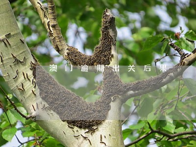 澳门逾期出关后果 澳门逾期出关后果