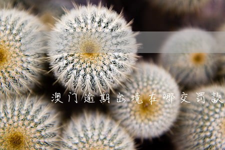 澳门逾期出境在哪交罚款