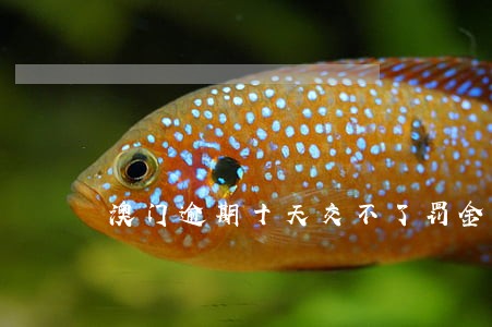 澳门逾期十天交不了罚金 澳门逾期十天交不了罚金