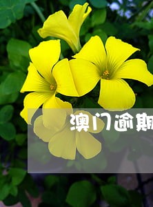 澳门逾期半个月出关 澳门逾期半个月出关