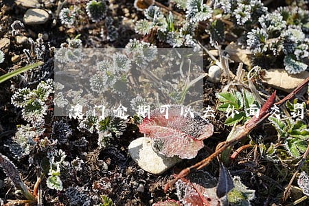 澳门逾期可以去外面交罚款吗 澳门逾期可以去外面交罚款吗