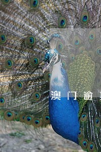 澳门逾期拘留半年 澳门逾期拘留半年