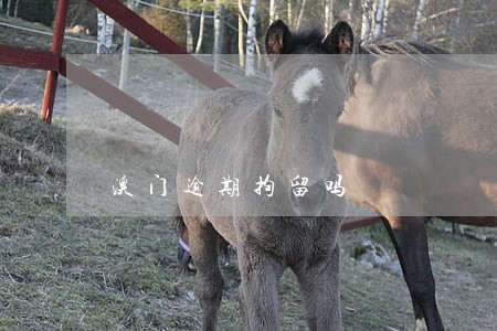 澳门逾期拘留吗 澳门逾期拘留吗
