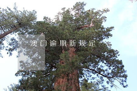 澳门逾期新规定 澳门逾期新规定