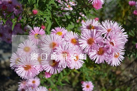 澳门逾期案例 澳门逾期案例