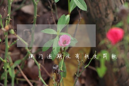 澳门逾期没有钱交罚款 澳门逾期没有钱交罚款