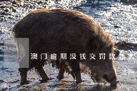 澳门逾期没钱交罚款怎么办 澳门逾期没钱交罚款怎么办
