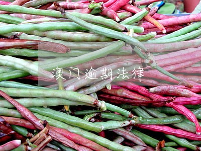 澳门逾期法律 澳门逾期法律