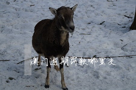 澳门逾期罚款哪里交 澳门逾期罚款哪里交