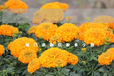 澳门逾期罚款多少钱 澳门逾期罚款多少钱